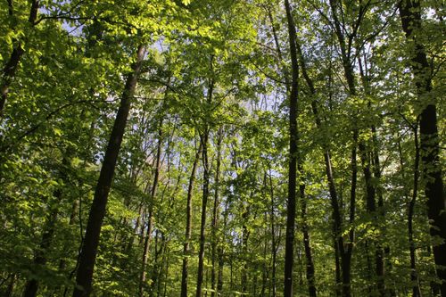 Fahrradtour durch den Dünnwalder Wald