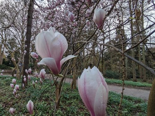 Ausgebucht! Königinnen der Gehölze und der Winterblüte - Magnolien und Kamelien in der Flora