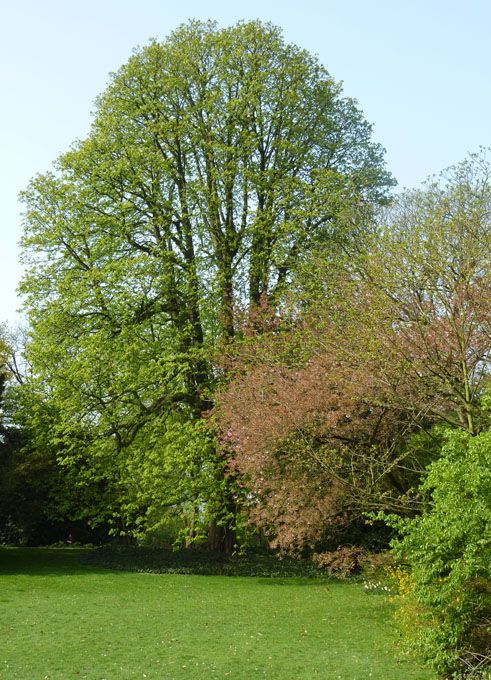 Die Haut der Bäume – Funktion, Schönheit und Verwendung der Baumrinde