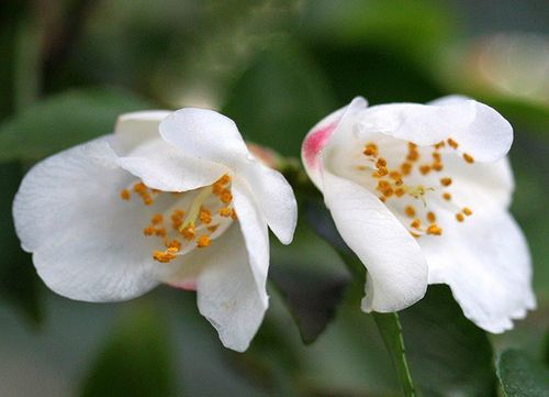 Ein Gaumenspaziergang durch die Welt des Tees im Botanischen Garten